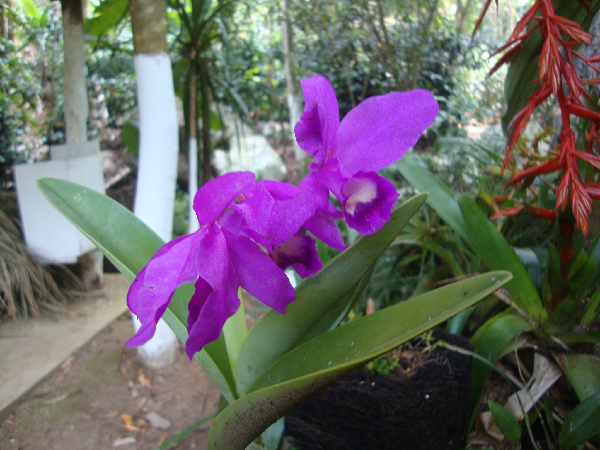 cattleya skinneri-min