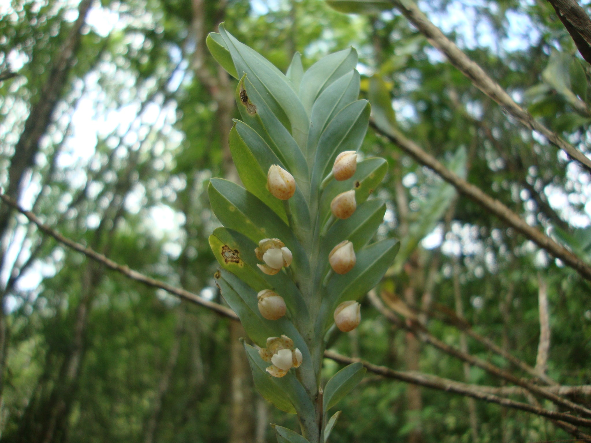 dichaea glauca-min